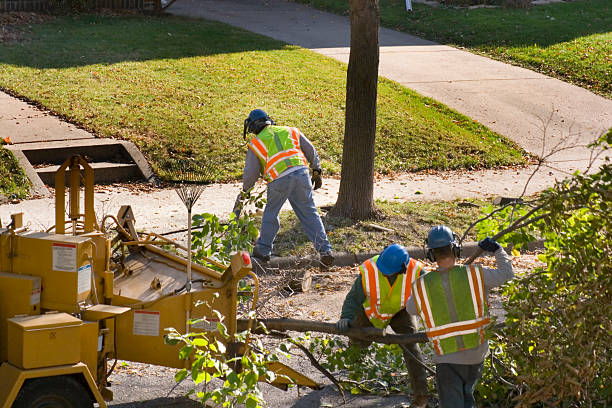 Best Lot and Land Clearing  in San Marino, CA